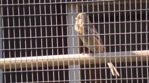 урагус поёт в новой вольере