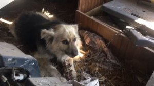 Собачку привязали в заброшенном доме и ушли. То, что с ней произошло ШОКИРАВОЛО!