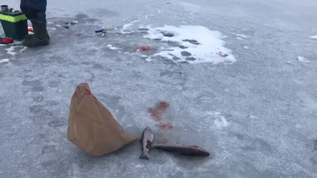 Обзор 1-го Га РК «Фишка» Петряиха смотреть онлайн