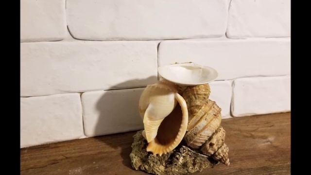 Простейший подсвечник из морских ракушек. DIY. Candlestick made of shells. смотреть онлайн