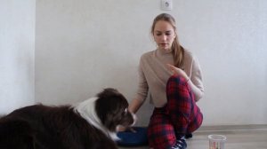 Дог фитнес в домашних условиях. Урок 1.