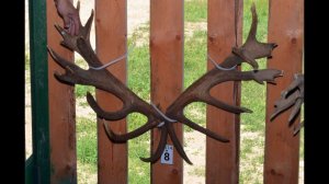 Когда и зачем спиливают рога оленя на ферме Днепр-Холм