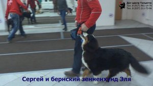 Занятие по дрессировке (группа начального послушания): обучение собак движению рядом. Тольятти, 2019