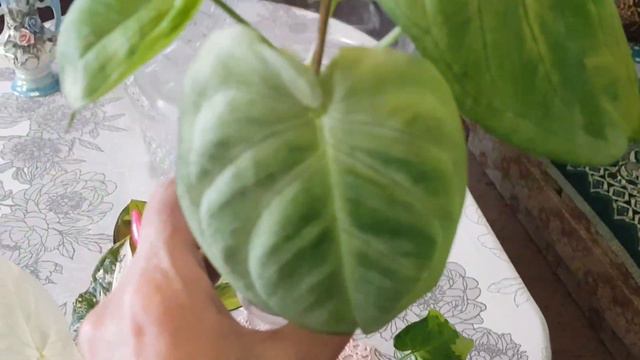 Дом в цветах Весна у меня новинки.