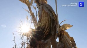 Аграрии на заснеженных землях: в Приморском крае убирают кукурузу