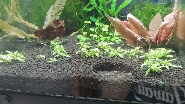 Креветочник часть 2. Грунт, растения, удобрения смотреть онлайн