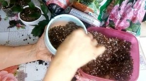 ПЕРЕСАДКА ДЕКАБРИСТА. Часть 2.