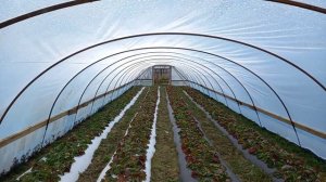 Парники для ранней клубники в Беларуси