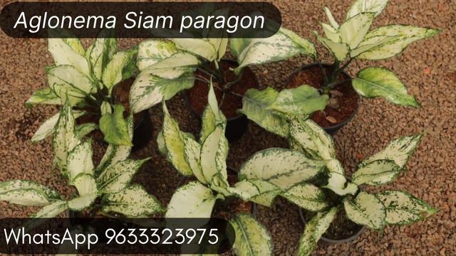 Aglaonema's on sale !! Hurry