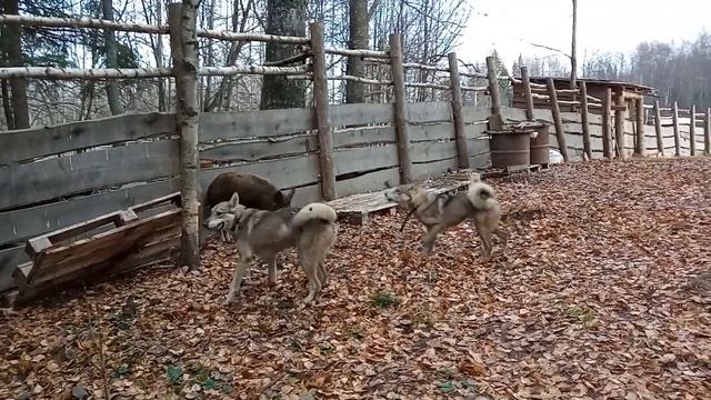 притравка молодых лаек по кабану Жуля (7мес) и Оса (5 мес)
