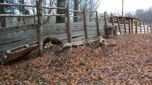 притравка молодых лаек по кабану Жуля (7мес) и Оса (5 мес)