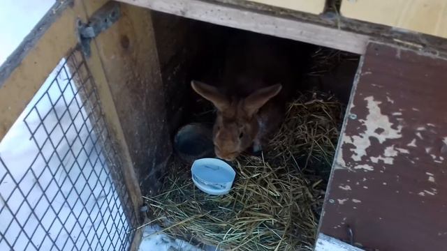 Про кроликов и котов смотреть онлайн