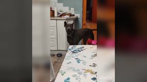 Тайский риджбек.