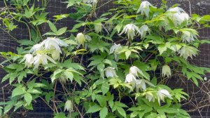 Июнь в Саду 5 июня 2023 часть 3