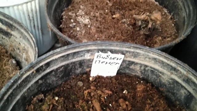 проверяю 2х летние клематисы,на зимовке. смотреть онлайн