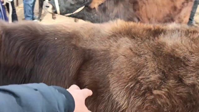 Кашкадарё вилояти Карши мол бозори