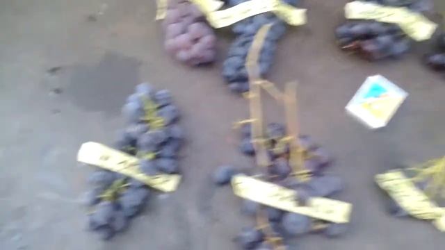 Сравнение  Универсальных 8-ми сортов винограда,какой лучше;клубничный,юпитер,блэк гранд,рпс,ватра..