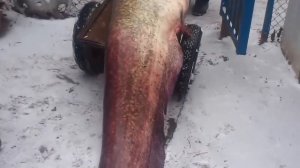 Огромный сом