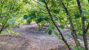 Схема посадки фундука