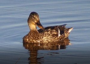 Кряква с утятами 22.07.2022, Великий Новгород