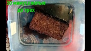 кокосовое волокно (приготовление субстрата)