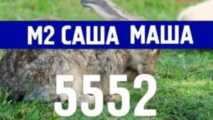Реклама М2 Саша Маша 5552 Кролик