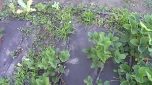 25.05.18г земляника садовая(клубника)ВЕСЕЛКА\МАРШАЛЛ\БИГ БОЙ\