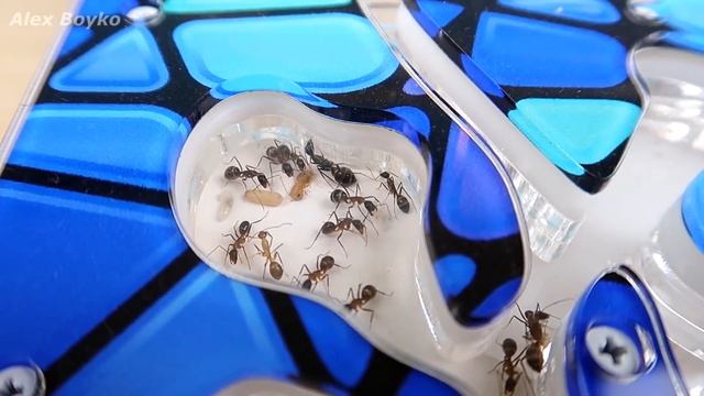 Муравьи покрасили Личинок! Засыпал Жнецам песок. Первая добыча Садовых муравьев! alex boyko