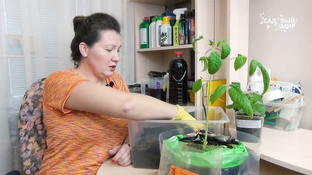 Удобрение для рассады томатов - рыбная мука.