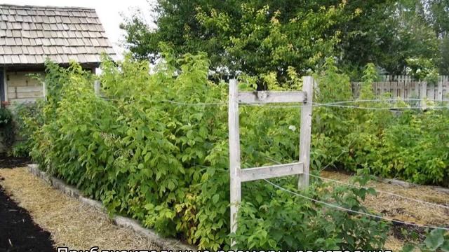 Шпалера для малины смотреть онлайн