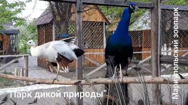 ЗАЧЕМ ПАВЛИН РАСПУСКАЕТ ХВОСТ?