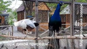 ЗАЧЕМ ПАВЛИН РАСПУСКАЕТ ХВОСТ?