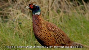 Как поймать фазана?