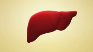 Анатомия человека 3D анимация , 3д модель обзор, виртуальная анатомия, для изучения, для художников