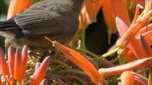 Sunbird on Hibiscus / Нектарница с травмированой ножкой