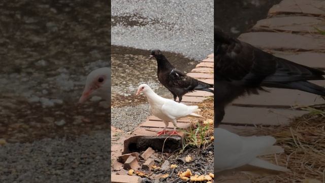 white bird and black bird #shorts