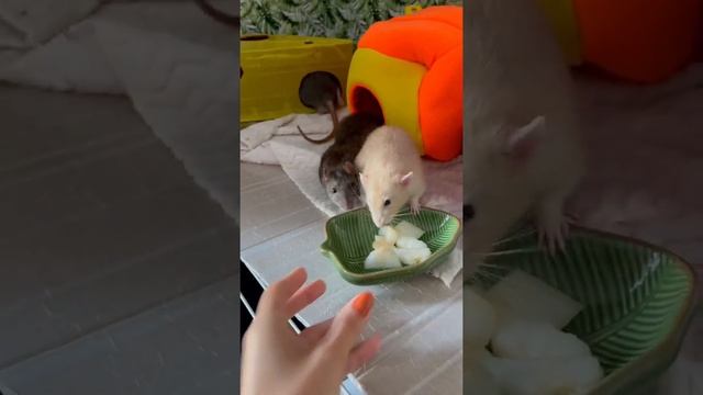 Крысы едят дыню ?? смотреть онлайн