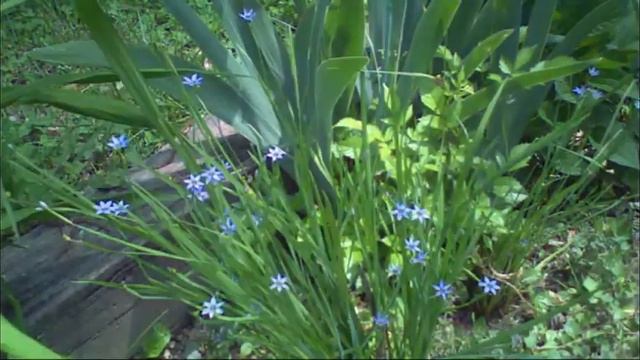 Blue Eyed Grass смотреть онлайн