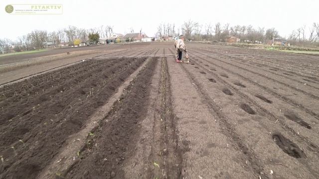 Как посадить подвой шиповника!