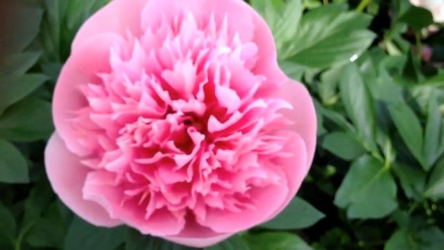 Peony Etched Salmon - www.peonyshop.com смотреть онлайн