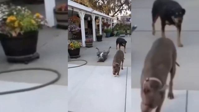 Смешные кошки и собаки