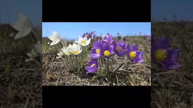 24 мая 2017 г. смотреть онлайн