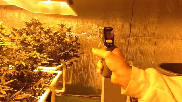 Clone and Starter to Shelf - Day 33 - Veg Resting for Topping Tomorrow and Flower Feed Time смотреть онлайн