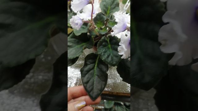 @Вітусині фіалочки. Знову нацвіло фіалочної краси! Мої нові сортики!