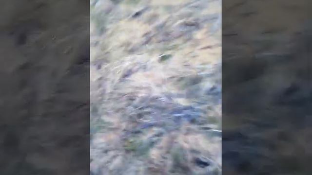 Нашли солонец с другом смотреть онлайн