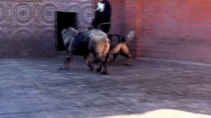 ЩЕНОК КАВКАЗСКОЙ ОВЧАРКИ 5,5 МЕС. ДЕВОЧКА www.r-risk.ru +7 9262205603 ТАТЬЯНА ЯГОДКИНА