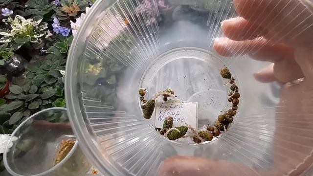 Ахименесы проснулись!Срочно проверьте ризомы! смотреть онлайн