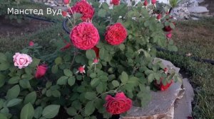 ✿➽ Цветут розы в саду 2023 часть 2