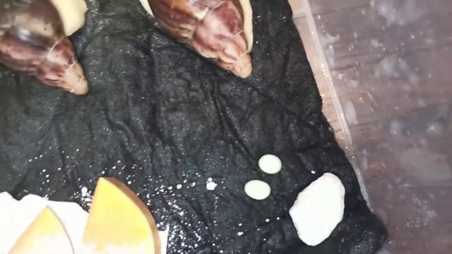 АрхАхатина маргината иктерика и АрхАхатина  Rhodostoma Benin ? жёлтая и зелёная улитка ? яйца улито