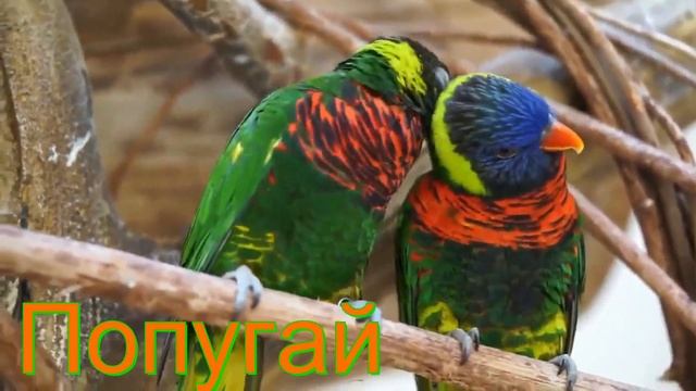 Видео про птиц для детей! смотреть онлайн